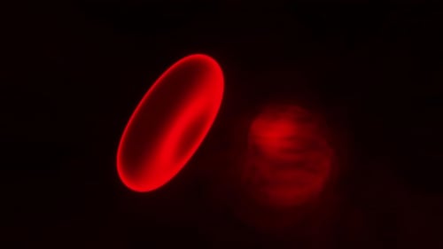 3D Animation of a Haemoglobin cell floating in the blood stream