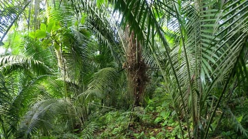 Moving backwards between the large, green fern leaves inside a tropical forest