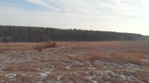 Winter Field And Forest