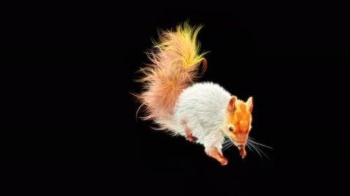 Animated Stylized Squirrel Seamless Loop with Alpha