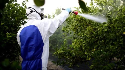 Worker Sprays Pesticide on Green Trees in Orchard