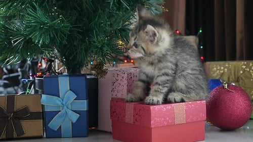 Playful Kitten with Christmas Gifts and Tree