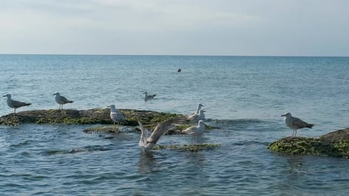 Seagulls on the stones in the sea.