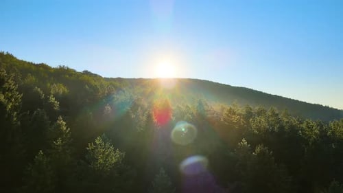 Vibrant Foggy Evening Over Dark Forest Trees at Bright Summer Sunset