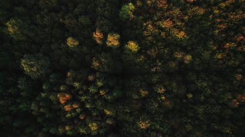 Drone Over Dense Green Forest In Autumn