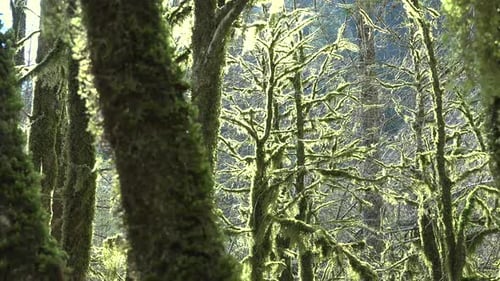 Bemooste Äste in einem Mystischen Wald, der vollständig mit Moos bedeckt ist