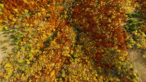 Birds Eye View of Colorful Autumn Forest