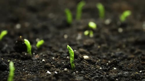Spring Timelapse