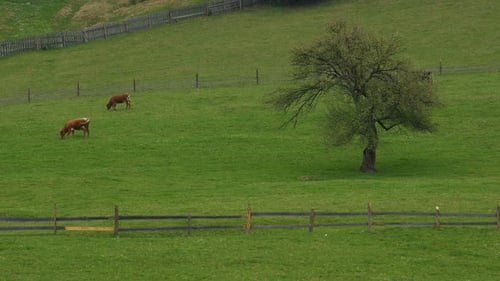 Cows Grazing on a Green Hillside Pasture