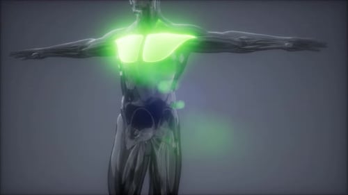 Glowing Pectoral Muscles Anatomy 3D Animation