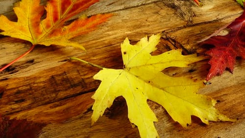 Colorful Autumn Leaves on Rustic Wood Background