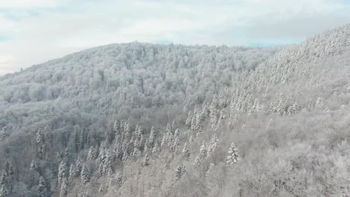 Foggy Autumn Coniferous Forest Landscape Aerial View Background Travel Serene Scenic Aerial View