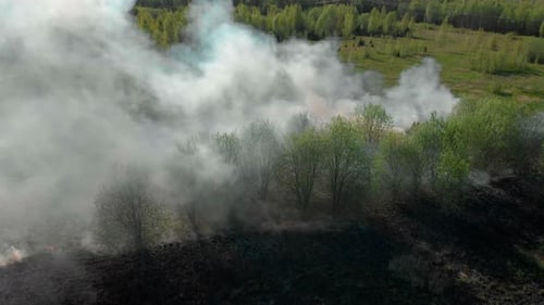 the Grass is Burning in the Forest