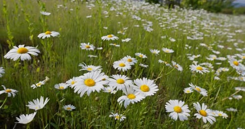 White chamomile in the meadow field