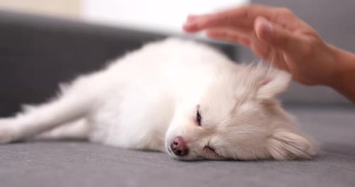 Hand pets sleepy white dog on gray couch