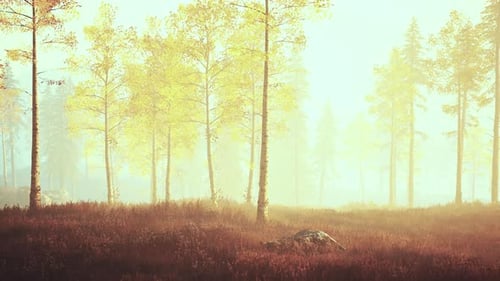 Sunrise Fog in Birch Tree Forest