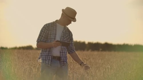 A Young Farmer with a Tablet in a Hat in a Field of Rye Touches the Grain and Looks at the Sprouts