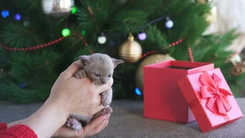 Woman Holds Small Kitten near Christmas Tree