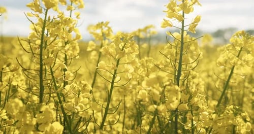 Blühende Rapsblüten. Raps im landwirtschaftlichen Feld im Sommer, Nahaufnahme. Blühender Raps