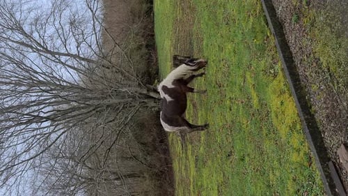 Wildpferde fressen auf Gartenrasen