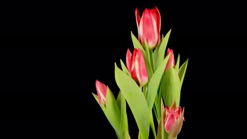 Red and White Tulips Bloom on Black