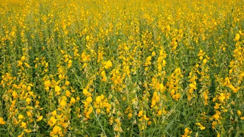Field of Yellow Flowers Blooming in Countryside