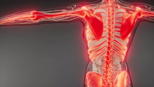 3D Human Skeleton and Nervous System Animation
