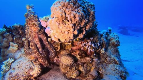 Octopus