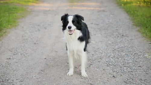 Außenporträt eines niedlichen lächelnden Welpen Border Collie auf Parkhintergrund