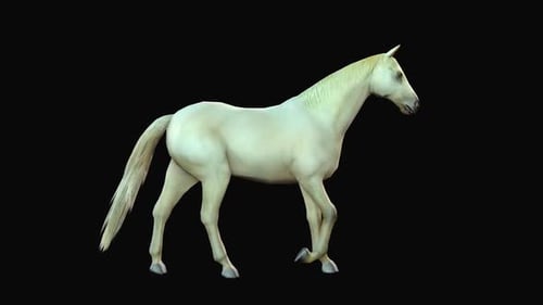 Horse Walk 1