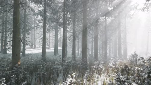 Sunset or Sunrise in the Winter Pine Forest Covered with a Snow