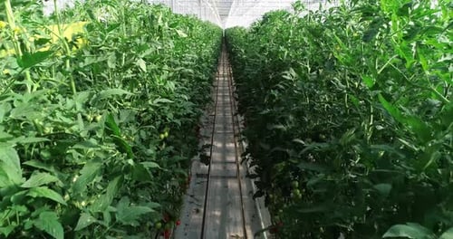 Tomato Plants Growing in Greenhouse