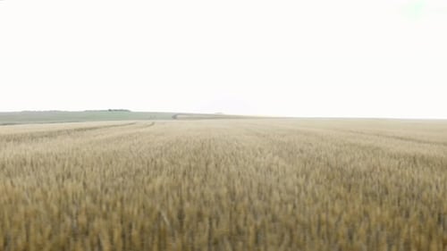 Wheat field at sunrise