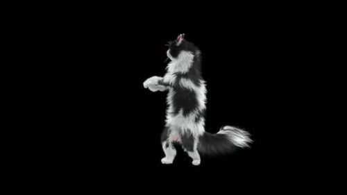 Gato dançando HD