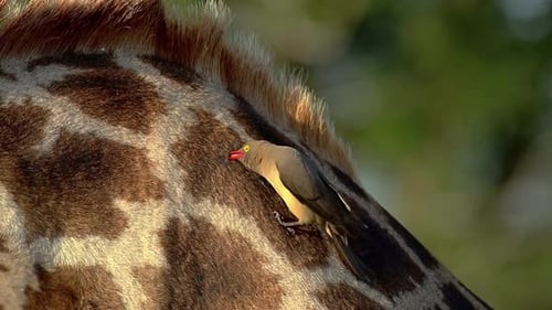 Oxpecker Preening on Giraffe in Natural Light