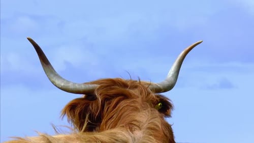 Impressive Highland Bull With Long Hair And Horns