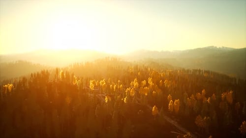 Sunlight in Spruce Forest in the Fog on the Background of Mountains at Sunset
