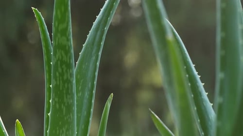 Aloe Vera Plants in Sunlight
