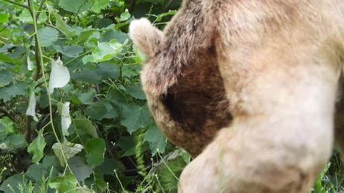 Real Wild Bear In Natural Habitat Among The Trees In The Forest