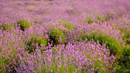 Lavender Blossoms in a Beautiful Background Field