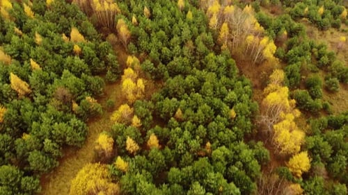 Amazing aerial birds eye view forest, trees at fall season.