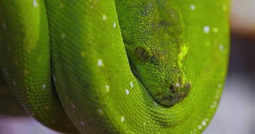 La pitón arbórea verde Morelia Viridis es una especie de serpiente de la familia Pythonidae