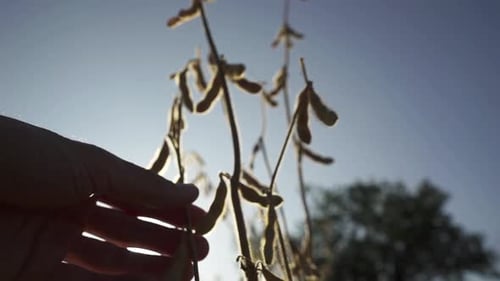 Young Farmer Walking in a Soybean Field and Examining Crop.