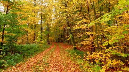 Colorful footpath full of leaves and old trees in the autumn forest, Poland