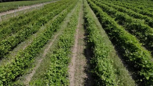 Aerial View of Lush Vineyard on Sunny Day