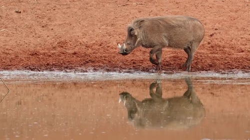A Warthog Drinking At A Waterhole - South Africa