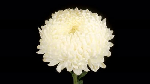 Close-up of White Chrysanthemum Flower on Black