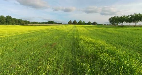 Aerial view of yellow rapeseed field