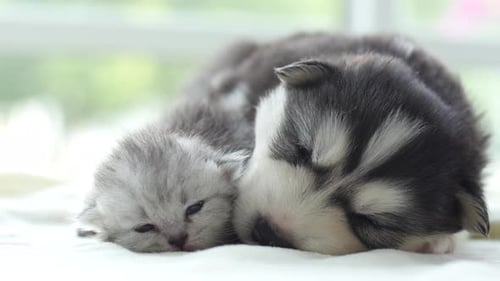 Adorable Kitten and Puppy Snuggle Together