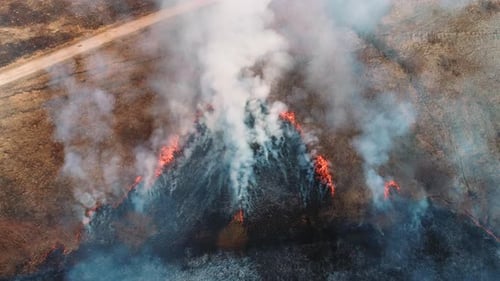 Forest and Field Fire